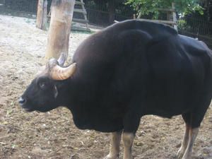 Drôles d'animaux parisiens !