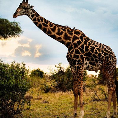 Girafes - Animaux - Afrique - Photographie - Wallpaper - Free