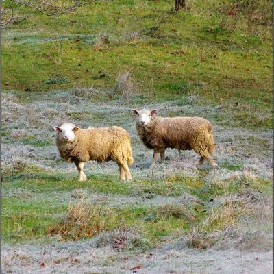 Animaux campagne -  moutons