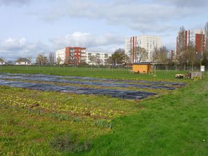 Photos du jardin début mars / bâches d'occultation 2