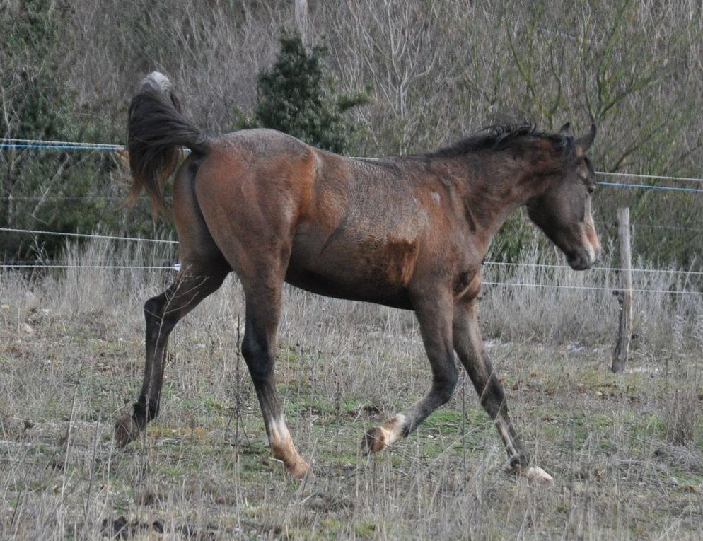 les chevaux , du poulain à la compétition...