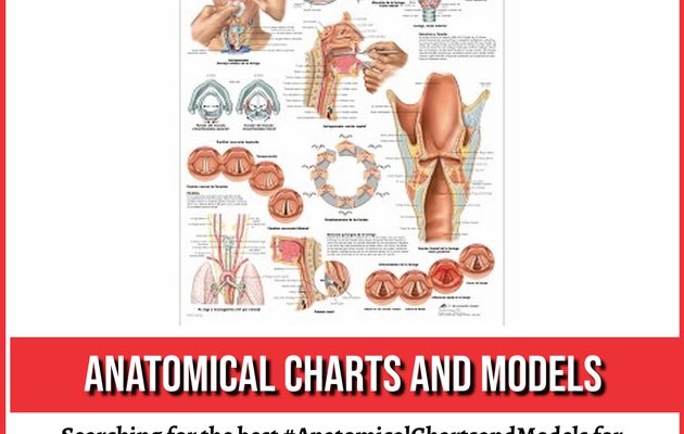 Anatomical Charts and Models are Necessary for Medical Facilities!