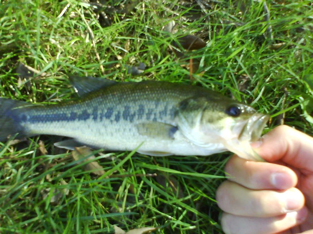 Voici quelques Black-Bass, un poisson terrible !!!