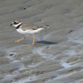 Oiseaux 3c - Les Charadriiformes : Gravelot, Pluvier, Vanneau, Courvite, Glaréole, Turnix - natureetmagie.over-blog.com