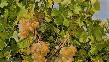 #Sauvignon Blanc Producers Sierra Foothills Vineyards  California 