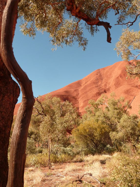 Album - 41 Uluru und die Olgas