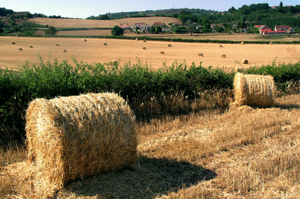 Sale temps pour le blé