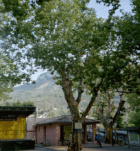 LES 101 PLATANES DE BUIS-LES-BARONNIES