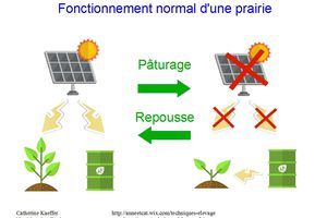 Bien gérer un pâturage : Son fonctionnement normal