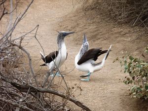 Des adultes et le seul bébé fou de l'île au moment de notre visite