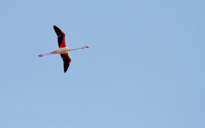 FLAMANDS ROSES