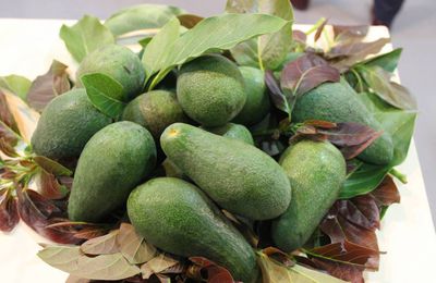 LES AVOCATTS BIO DU CAMEROUN (Persea Americana) EST LE FRUIT DE L'AVOCATIER