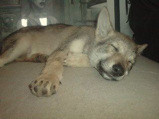 Evolution de Fury des Gardiens de la Cour, notre chien loup Tchèque.