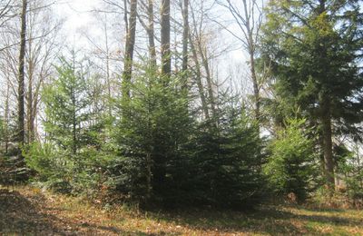 des sapins