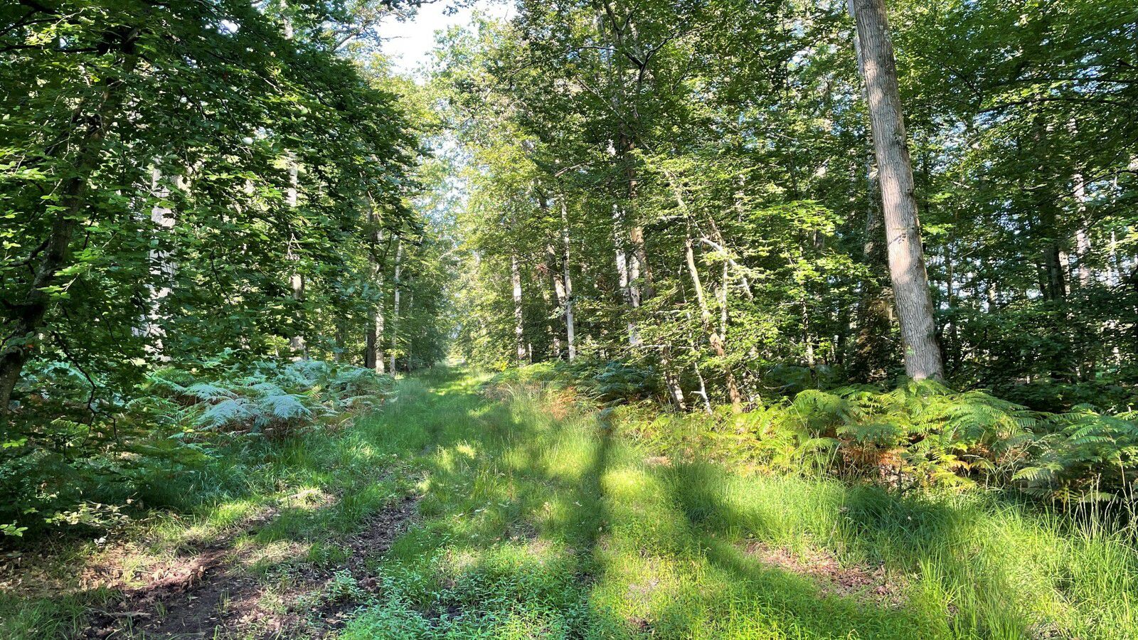 Randonnée en Forêt de Compiègne_Saint-Jean-aux-Bois_Mont d'Arcy