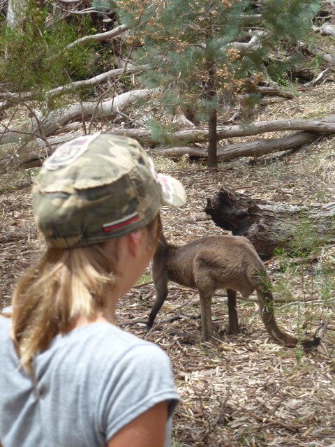 Album - 82-Australie-Flinders Ranges-Uluru &amp; Outback