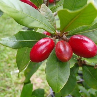 Synsepalum ducificum, le fruit miracle !