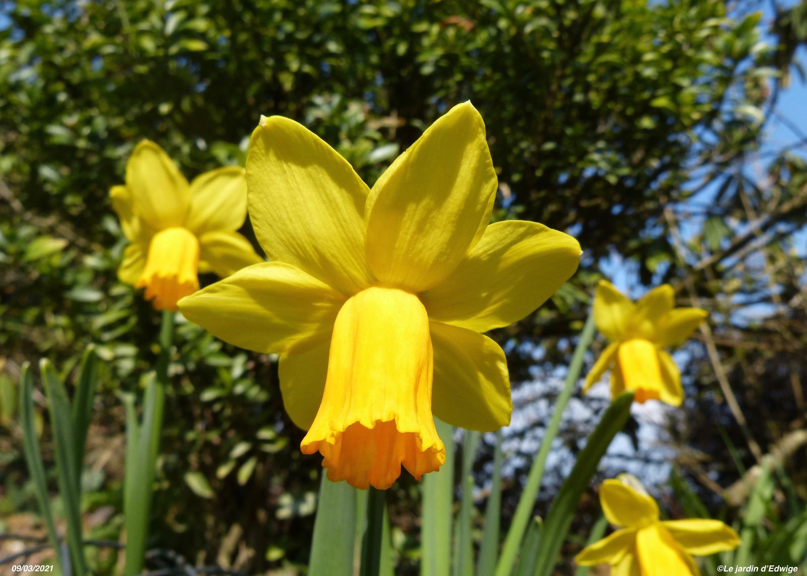 Narcisse cyclamineus 'Jetfire '- Narcissus cyclamineus 'Jetfire' - Le  jardin d'Edwige.