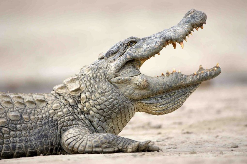 Visites de la mare aux crocodiles. Photos : Olivier BORN