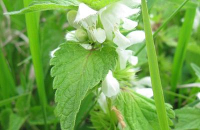 Lamier blanc, Ortie blanche