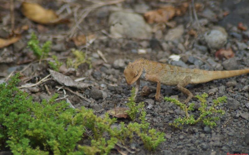 Agame arlequin au Domaine du Café Grillé.
