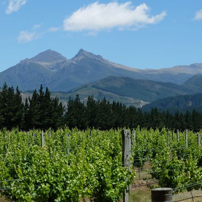 Les vignes du Marlborough