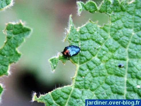 Ce sont des Photos des insectes nuisibles et des maladies qui ravagent le plus souvent nos plantes.