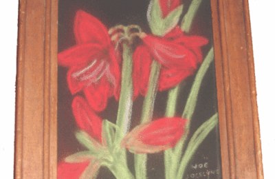 Amaryllis