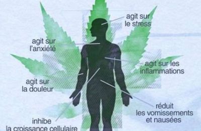 les effets bénéfiques généraux du CBD