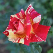 Six-Fours/Jardin du Cygne : La Rose, Reine des Fleurs -         LA CHRONIQUE SIX-FOURNAISE