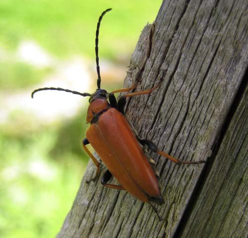 Album - Cerambycidae