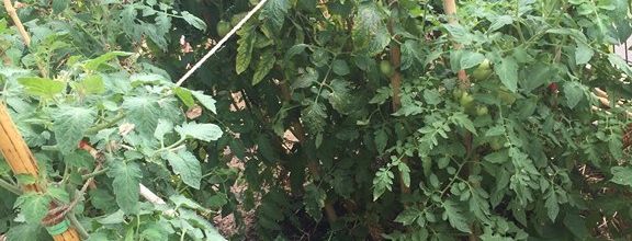 L'été au Le jardin Faure'midable