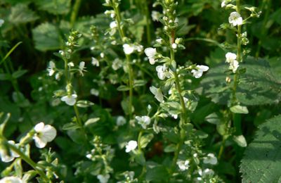 Veronica beccabunga