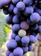 #Montepulciano Producers Wisconsin Vineyards
