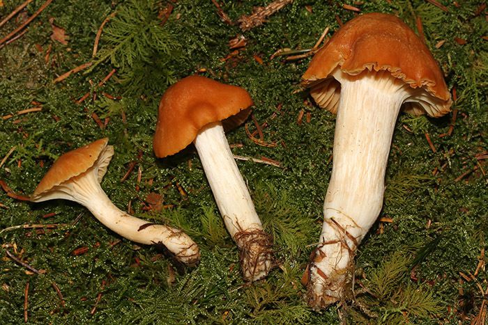 Cuphophyllus pratensis (l’Hygrophore des près)