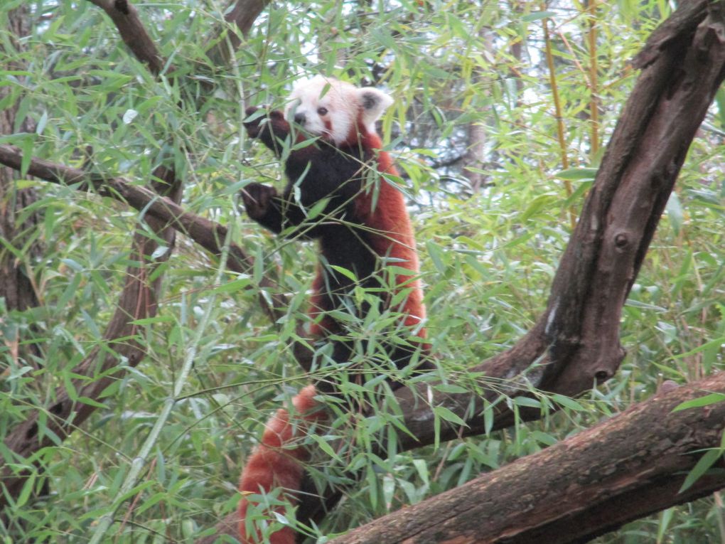 petit panda roux, oh qu'il est mignon avec son bambou!