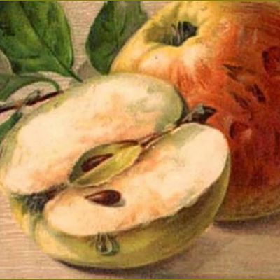 La saison des pommes par les peintres -  Catharina Klein (1861-1929) pommes