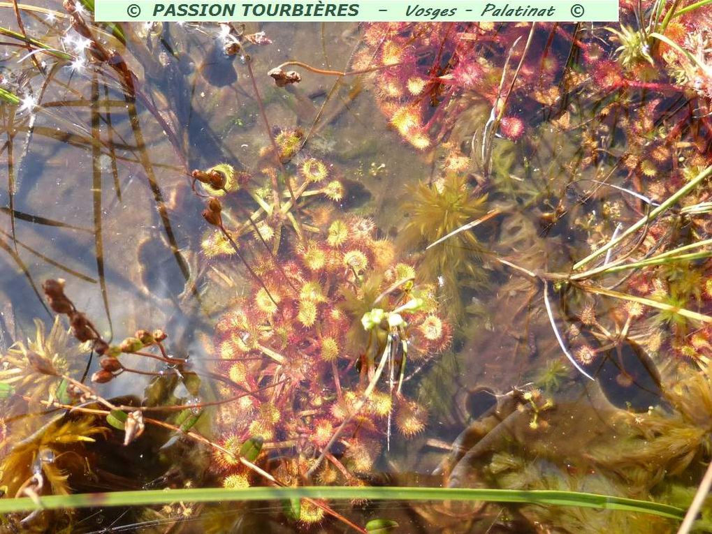 Séquence diapo 1 : Drosera Inundata © (rossolis inondés).