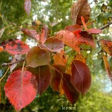 Fruits de la terre