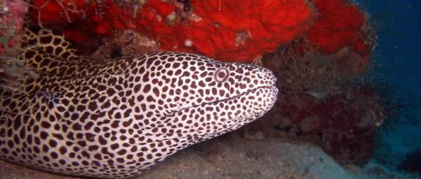 Murène léopard (Gymnothorax favagineus) de l'océan Indien à Mayotte