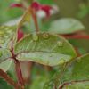 les roses sous la pluie...