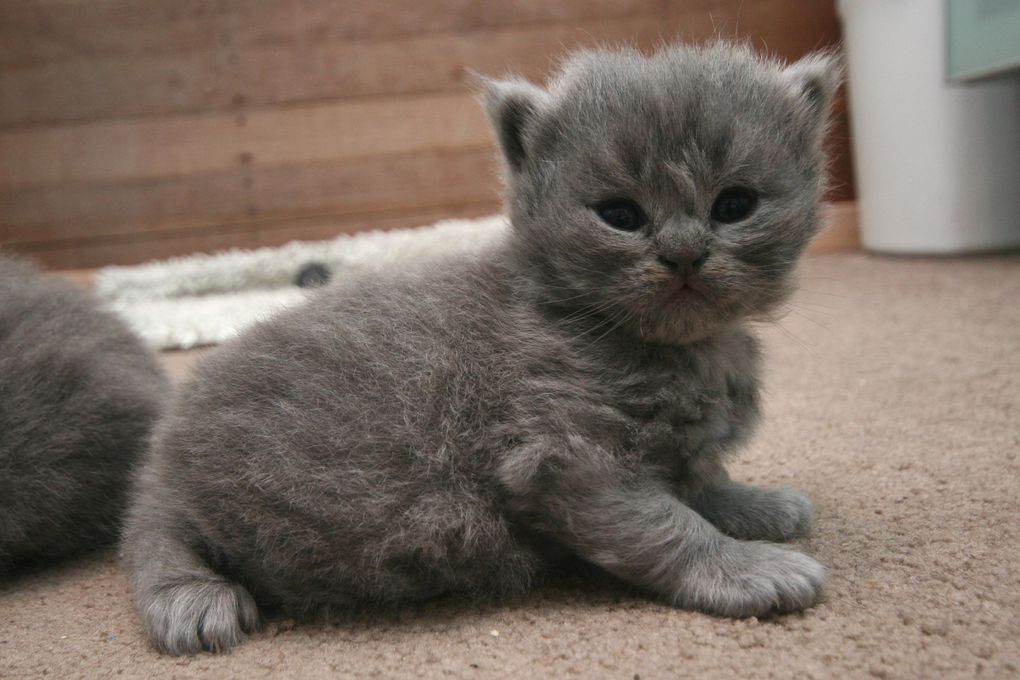 Photos de nos chatons de 2012.
Première portée : Falbala (Brtitish Shorthair)+ Dwayne (Highland Fold)