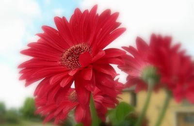 quelques fleurs d'été