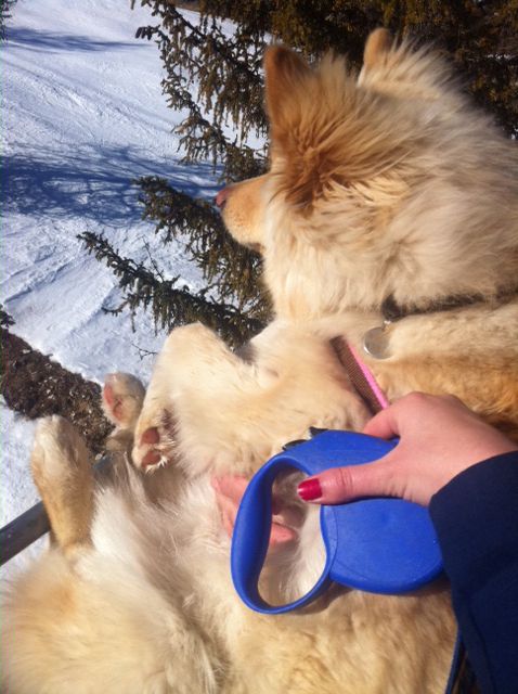 Ma petite chienne finnois de laponie / Lapinkoira crème, Chien finnois de laponie, son évolution et photos de toute la portée