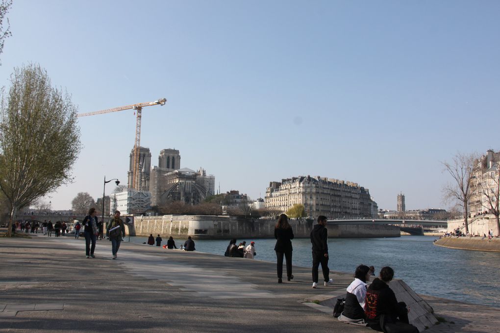 Ile de la Cité et Notre Dame