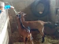 Sortie scolaire à la ferme