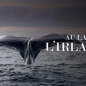 Au large de l'Irlande - Baleines et requins en eaux profondes - Regarder le documentaire complet | ARTE