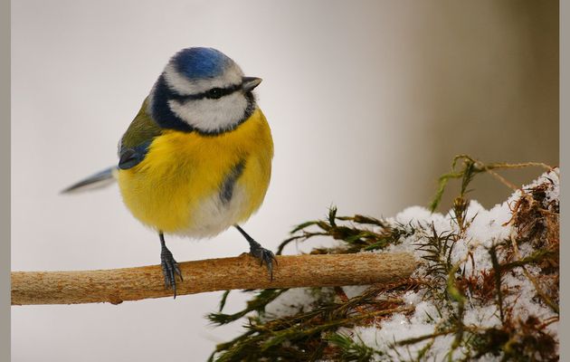 Mésange bleue de mon jardin