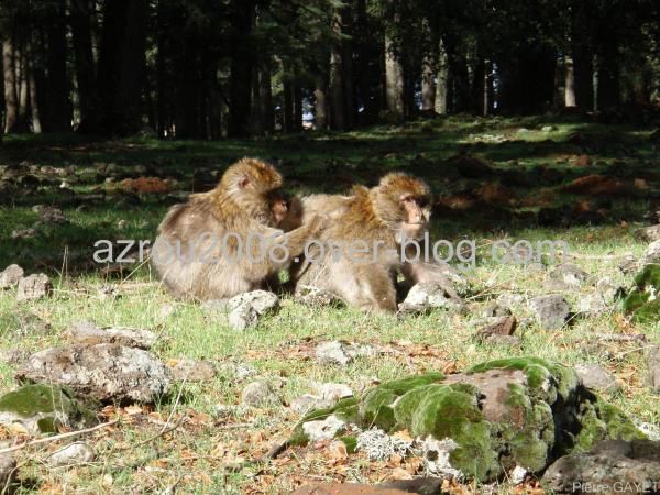 macaques de Barbarie (Macaca sylvanus) ou singe magot, dans une forêt de cèdres du moyen-Atlas marocain
