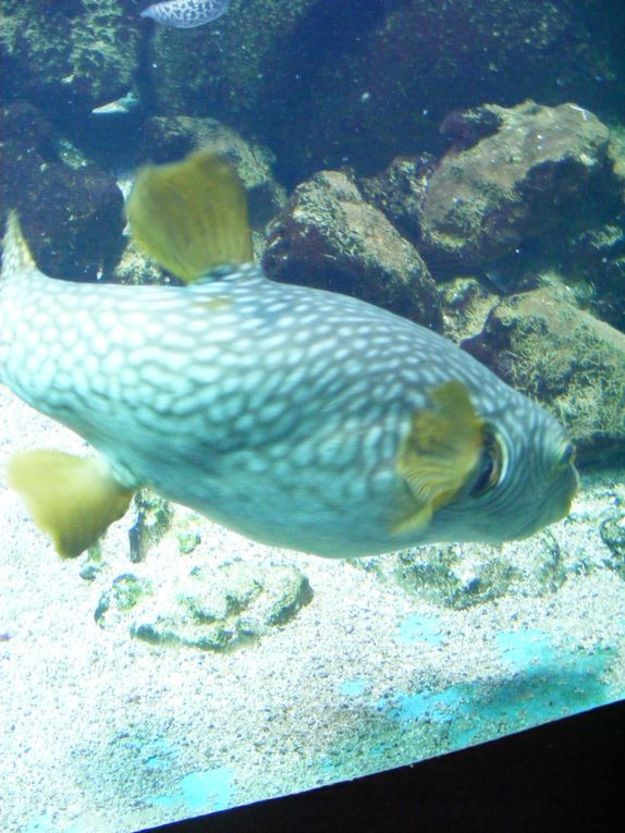 Album - aquarium poissons à gogo